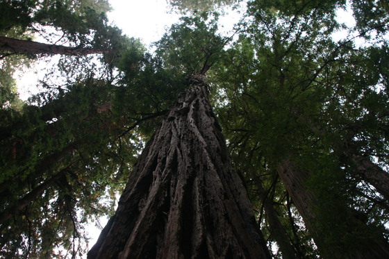 Redwood National Park