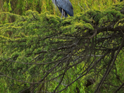 Heron