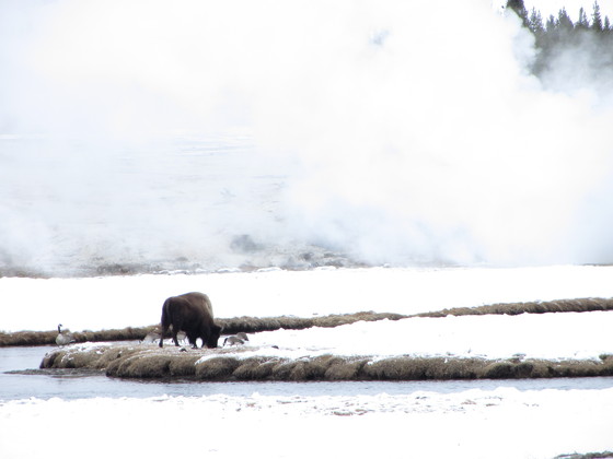 Yellowstone National Park