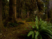 Olympic National Park