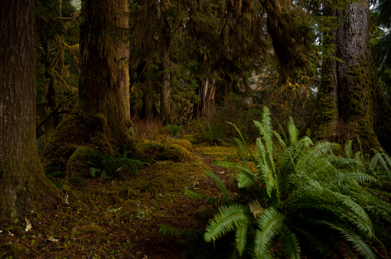 Olympic National Park