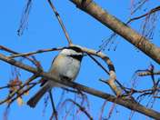 Black Capped Chickadee