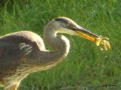 "Crayfish for Breakfast"