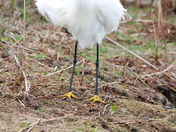 Chincoteague National Wildlife Refuge
