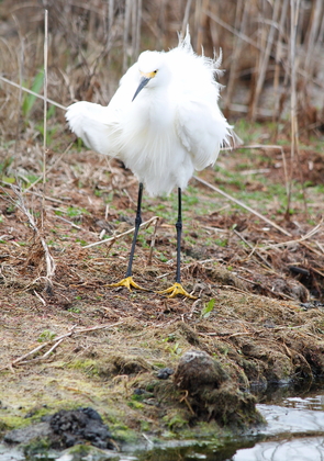Chincoteague National Wildlife Refuge