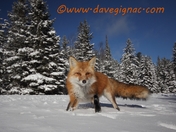 Slow and Low Red Fox