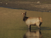 Boise National Forest