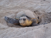 Canaveral National Seashore