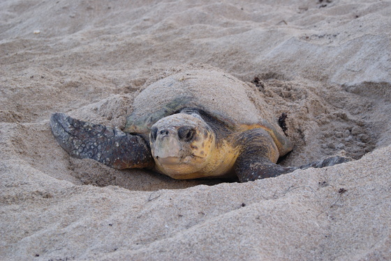 Canaveral National Seashore