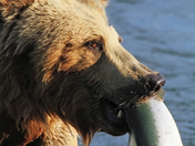 Katmai National Park