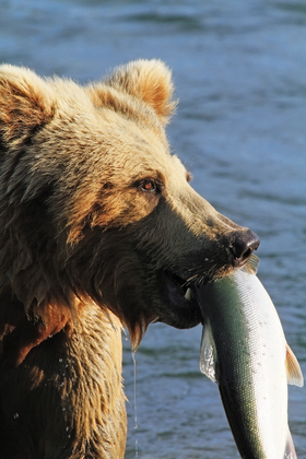 Katmai National Park