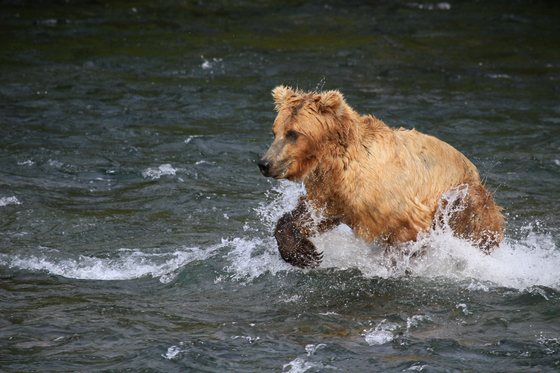 Katmai National Park