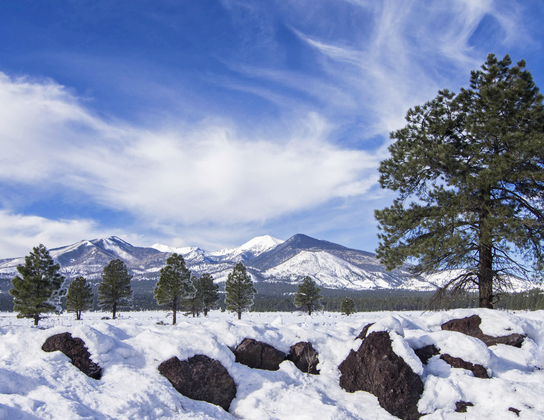 Coconino National Forest