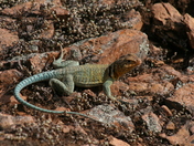 Wichita Mountain Wildlife Refuge