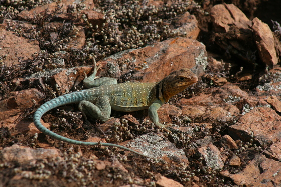 Wichita Mountain Wildlife Refuge
