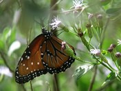 Laguna Atascosa Wildlife Refuge