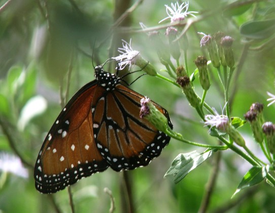 Laguna Atascosa Wildlife Refuge