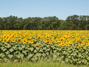 ACE Basin
