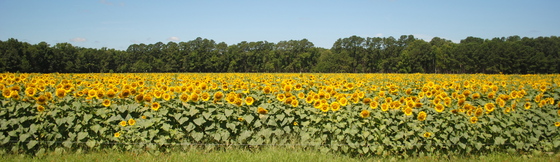 ACE Basin