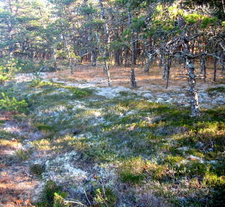 Cape Cod National Sea Shore