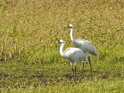 Horicon National Wildlife Refuge