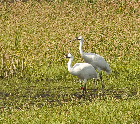 Horicon National Wildlife Refuge