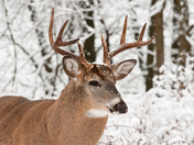 White-tailed Deer