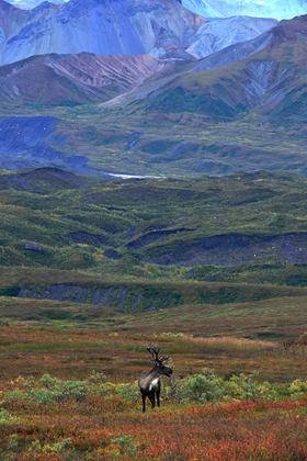 Denali National Park