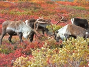Denali National Park