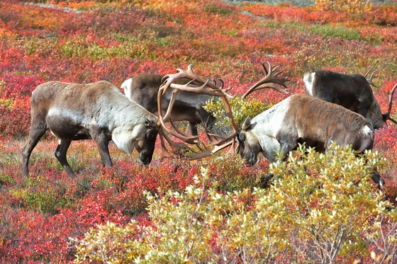 Denali National Park