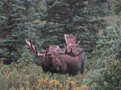 Denali National Park