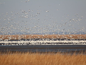 Bombay Hook