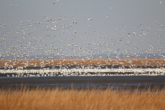 Bombay Hook