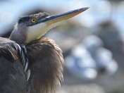 Portrait of a Blue Heron
