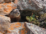 Yellowstone National Park