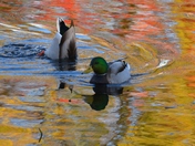 Mallards
