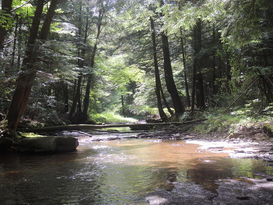 Allegheny National Forest