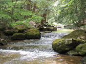 Allegheny National Forest