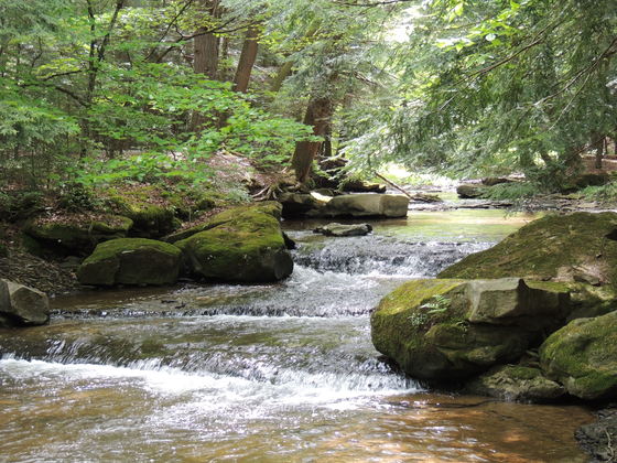 Allegheny National Forest