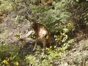 GLACIER NATIONAL PARK