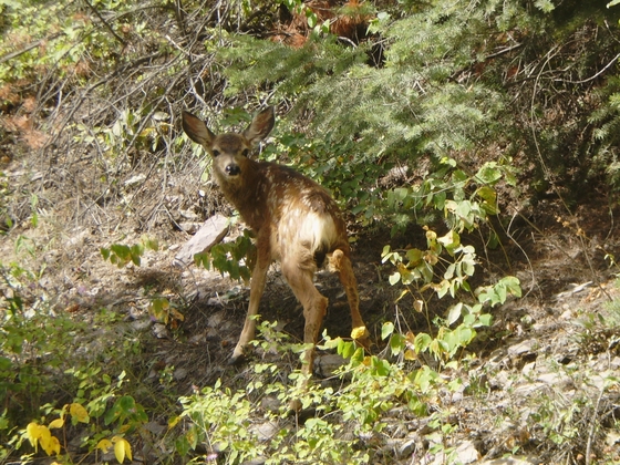 GLACIER NATIONAL PARK