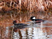 Merganser Couple