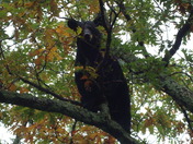 Shenandoah National Park