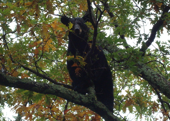 Shenandoah National Park