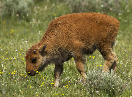Yellowstone National Park