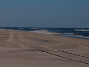 Assateague Island National Seashort