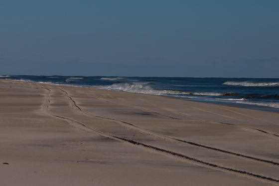 Assateague Island National Seashort