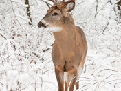 White-tailed Deer
