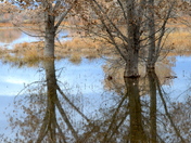 Bosque del Apache National Wildlife Refuge