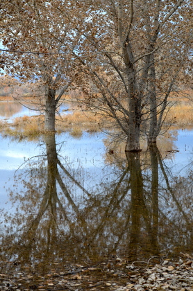 Bosque del Apache National Wildlife Refuge